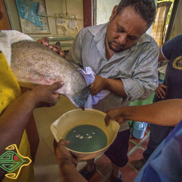 Adquisición de materiales e insumos - Fauna Caribe Colombiana