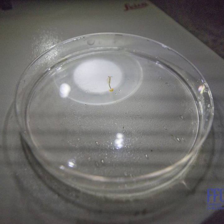 Artemía de Agua dulce - Fauna caribe Colombiana