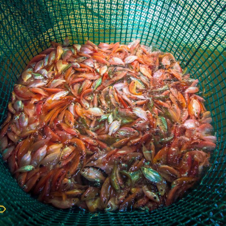 Fortalecimiento estaciones Acuícolas - Fauna Caribe Colombiana